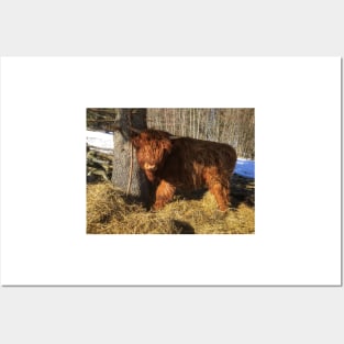 Scottish Highland Cattle Calf 1949 Posters and Art